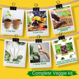 Ecofynd 3 In 1 Diy Leafy Vegetable Grow Kits: Red Amaranth Spinach & Coriander Gardening Kit image 2