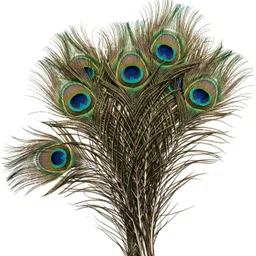 rajmart global Pack of 10 Decorative Feathers image 5