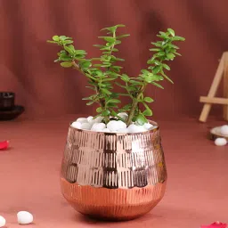 Jade Plant In Rose Gold Pot-image-26