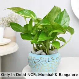 Money Plant In Sky Blue Pot-picture-15