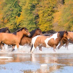 Wallpics Brown & White Running Horses Waterproof Wall Poster-image-17