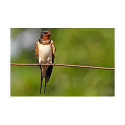 Inephos Green & Brown Birds and Animals Printed Canvas Wall Art-picture-6