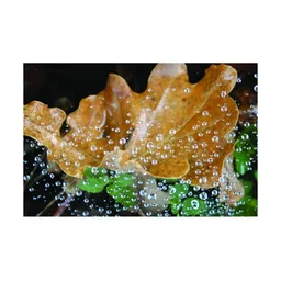 Inephos Brown And Green Floral and Botanical Printed Wall Art-picture-15
