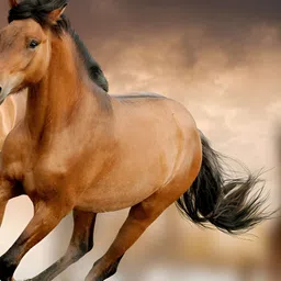 Wallpics Brown & White Printed High Quality Fully Waterproof Wall Poster image 2