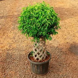 mphmi Ficus Bonsai Round Braided Arrangement - Plant image 1