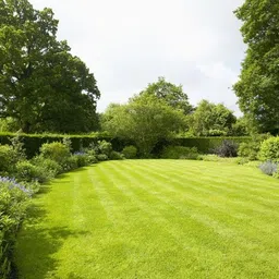 gebdinsh Garden® Imported American Bermuda Lawn Grass Seeds For Garden, Lawn & Sports Grounds | Fast Growing and Durable Lawn Grass Seeds For Gardening | Pack Of 100 Seeds image 2