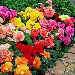 radha krishna agriculture Radha Krishna Agriculture® Imporetd Begonia Tuberous Double Flowers Bulb for Your Garden - (Red, Pack of 1 flower Bulbs) image 4