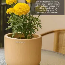 habere india Pot For Plants image 2