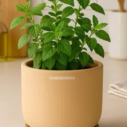 habere india Pot For Plants image 1