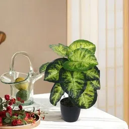 home bloom Artificial Dieffenbachia Plant Basic Pot  image 1