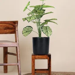 foliyaj 18 Leaf Caladium Plant in Black Pot image 1
