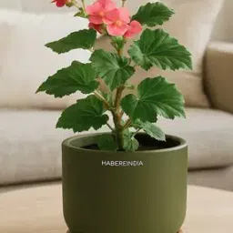 habere india Terracotta Flower Pot For Decoration-picture-48