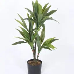 home bloom Artificial Dracaena Reflexa Tree Plant for Home image 2