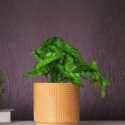 tayhaa Bonsai Artificial Plant with Pot-picture-27