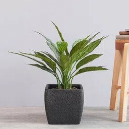 pure home and living Artificial Potted Dracaena Plant-picture-27