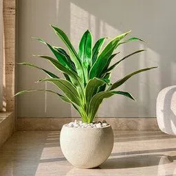 mason home Artificial Variegated Dracaena Plant -picture-12