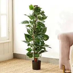 home centre Gardenia Flora Artificial Ficus Tree in Pot - 90cm-picture-20