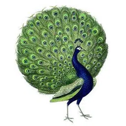 rangoli Graphic Print Self-Adhesive Wall Sticker-picture-14