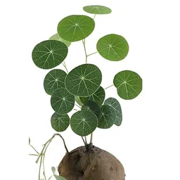 generic Potted Indoor Ornamental Plant with Large Green Leaves, Stephania erecta plant Pack of 1 image 3