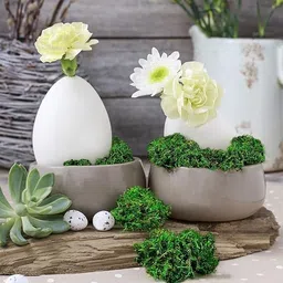 ecogrow ventures Natural Green Dried Moss Grass (450g) | Preserved Moss for Pots, Home, and Garden | Decorative & Functional Ground Cover for Indoor Plants, Terrariums, Craft Projects | Long-Lasting image 3