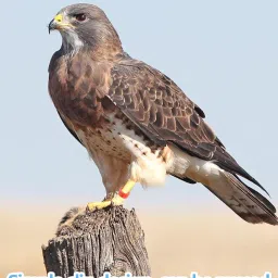 Pigeon Ring, Durable Bird Leg Ring for Pigeons and Small Birds, Lightweight and Easy to Use, Ideal for Identification and Breeding Tracking image 2