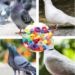 Pigeon Ring, Durable Bird Leg Ring for Pigeons and Small Birds, Lightweight and Easy to Use, Ideal for Identification and Breeding Tracking image 5