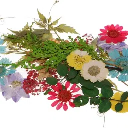 Bnf® 2xNatural Pressed Dried Flowers Leaves Art Craft 30pcs mix1|Crafts | Home Arts & Crafts | Floral Crafts | Dried Botanicals & Potpourri | Dried Flowers image 5