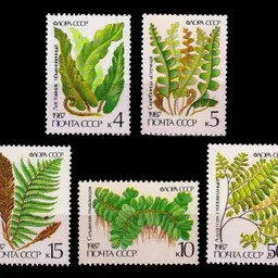 ISC~ Russia 1987, Ferns Plant On Stamps, Set of 5 MNH Stamps, S.G. No. 5773-5777, All Genuine Postage Stamps~ STAMPEX image 1