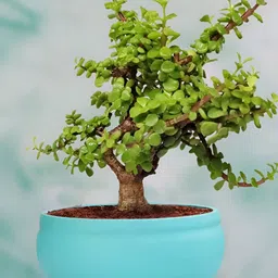 LASAKI Blue Ceramic Planter With Holder-picture-12