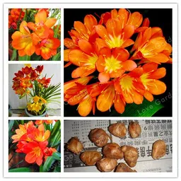 radha krishna agriculture Radha Krishna Agriculture-Freesia Double Hybrid Rare Variety Flower Bulbs for All Season (1 Orange Flower Bulbs) image 1