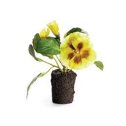 napa home & garden Pansy Drop-in 6.5" Yellow image 1