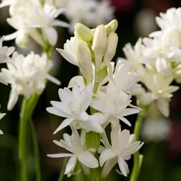 PLANTOGALLERY Tube Rose Rajanigandha Aromatic Flowers Double Flower Bulbs 100% Germination - Pack of 15 Bulbs image 5