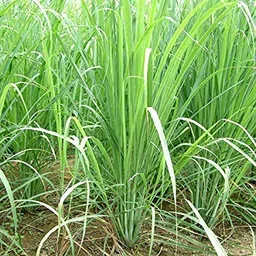 PlantaZee Live Herbal Lemon Grass Plant with Pot image 3