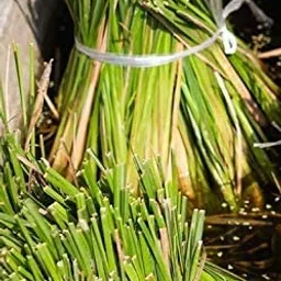 PlantaZee Live Herbal Lemon Grass Plant with Pot image 5