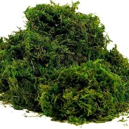 CATTAILS Natural Green Dried Moss Grass (900g) | Preserved Moss for Pots, Home, and Garden | Decorative & Functional Ground Cover for Indoor Plants, Terrariums, Craft Projects | Long-Lasting image 1