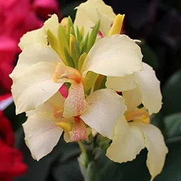 radha krishna agriculture Radha Krishna Agriculture™ Imported Excellent Quality Mix Colour Canna Lily, Canna indica Flower Bulbs for Home Outdoor Gardening Plants Flowering Bulbs (Pack Of 2) image 3