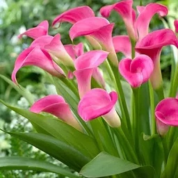 generic Live Peace Lily Or Spathiphyllum Plant Indoor Outdoor Plant Air Purifier Oxygen Supplier Good Luck with Round Pot for Living Room/Bedroom/House/Office (peace lilly) image 3