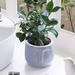 claymistry Set of 2 Weather-Resistant Tapered-Shaped Planter-picture-15