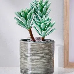 home centre Corsica Barnett Artificial Succulent in Ceramic Pot-picture-22