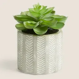 marks & spencer Artificial Mini Aloe in Concrete Pot-picture-46