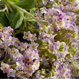 dolce&gabbana Q by EDP Intense for Women image 5