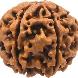 brhmagyaan Single Peice Panch Mukhi Rudraksh image 3