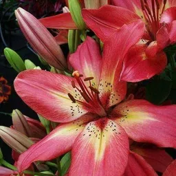 radha krishna agriculture Radha Krishna Agriculture® Lillum Asiatic Lily Flower Bulbs for Your Home and Gardening Pack Of 2 Bulbs (WHITISH PINK) image 2