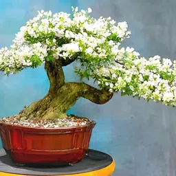 pajusdyasi PAJUSDYASI-Beautiful Vietnamese White Bluebell Bonsai Flower plant Tree || For Home Garden Flower Plant. image 1