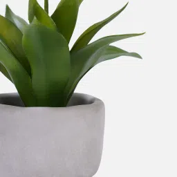 pure home and living Artificial Agave Plant with Cement Pot image 4
