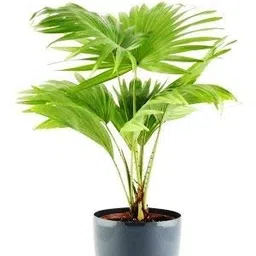 green paradise Green Paradise® Table Palm Live Plant Chinese Palm Live Plant image 4