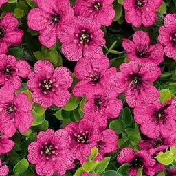 Ekhasa Pink 1 Pieces Hanging Daisy Eucalyptus Artificial Flower With Pot image 4