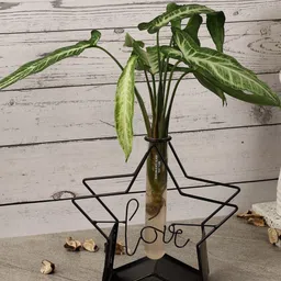 The Decor Mart Solid Love Testube Planter image 2