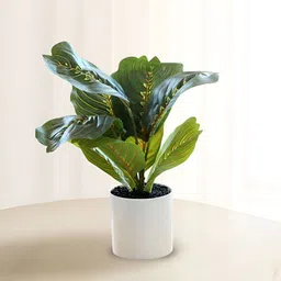 Ekhasa Green 1 Pieces Ficus Artificial Plant With Pot image 1