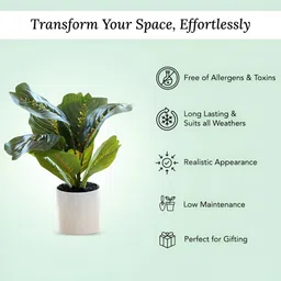 Ekhasa Green 1 Pieces Ficus Artificial Plant With Pot image 2